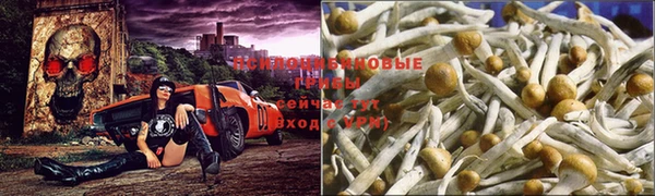 прущие грибы Алексеевка